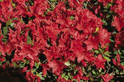 Japanische Azalee `Estrella`, Rhododendron obtusum `Estrella` Japanische Azalee `Estrella`, Rhododendron obtusum `Estrella`