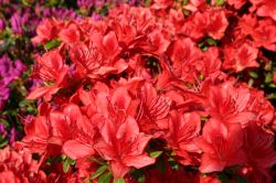 Japanische Azalee 'Fridoline' - Rhododendron obtusum 'Fridoline'