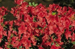 Japanische Azalee `Fridoline`, Rhododendron obtusum `Fridoline` Japanische Azalee `Fridoline`, Rhododendron obtusum `Fridoline`