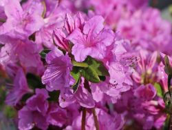 Japanische Azalee `Otava`, Rhododendron obtusum `Otava`