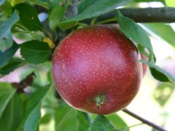 Sommerapfel `Summerred`, Stamm 40-60 cm, 120-140 cm, Malus `Summerred`