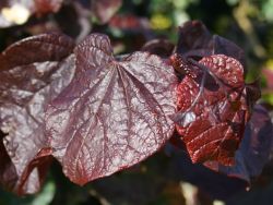 Judasbaum `Forest Pansy`, 80-100 cm, Cercis canadensis `Forest Pansy`