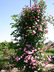 Kletterrose `Raubritter`, Rosa `Raubritter`, Containerware