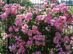 Ramblerrose 'Raubritter' - Rosa 'Raubritter'