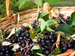 Apfelbeere 'Viking' - Aronia melanocarpa 'Viking'
