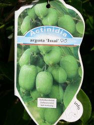 Baumschule Horstmann: Kiwi Issai selbstfruchtend, 60-80 cm, Actinidia arguta Issai, Containerware