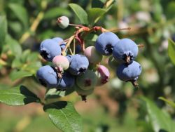 Heidelbeere `Heerma`, 40-60 cm, Vaccinium corymb.`Heerma`, Containerware
