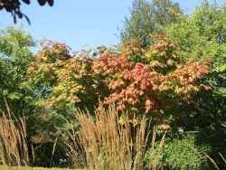 Japanischer Ahorn `Vitifolium`, 60-80 cm, Acer japonicum `Vitifolium`