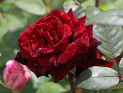 Edelrose `Barkarole` ®, Rosa `Barkarole` ®, Wurzelware