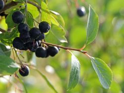 Apfelbeere 'Nero' - Aronia melanocarpa 'Nero'