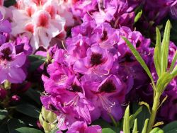 Rhododendron Hybride `Bariton`, 40-50 cm, Containerware