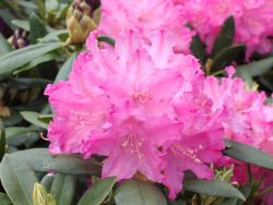 Rhododendron Hybride `Manuela`, 30-40 cm, Containerware