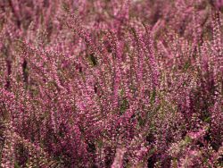Besenheide / Sommerheide Calluna vulgaris 'Marlies', 10-15 cm