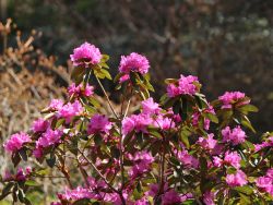 Rhododendron `P.J.M.Elite`, Rhododendron carolinianum `P.J.M.Elite`