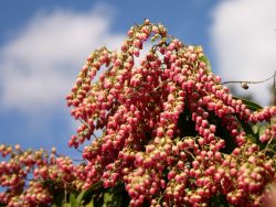 Schattengl�ckchen 'Valley Valentine' - Pieris japonica 'Valley Valentine'