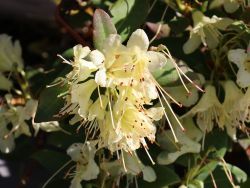 Rhododendron 'Princess Anne' - Rhododendron hanceanum 'Princess Anne'