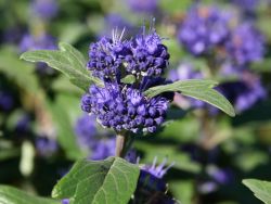 Baumschule Horstmann: Bartblume Ferndown, 40-60 cm, Caryopteris clandonensis Ferndown