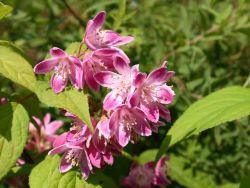 Sternchenstrauch `Rosealind`, 40-60 cm, Deutzia `Rosealind`, Containerware
