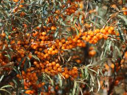 Sanddorn weiblich Hippophae rhamnoides 'Leikora', 60-100 cm, Topfpflanzen