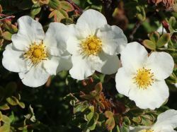 Fingerstrauch 'Tilford Cream' - Potentilla 'Tilford Cream'