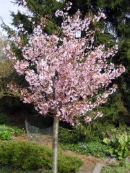Kurilenkirsche 'Ruby' - Prunus kurilensis 'Ruby'