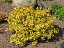 Gelbe Zwergspiere / Japanspiere 'Golden Princess' - Spiraea japonica 'Golden Princess'