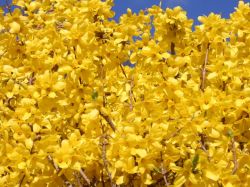 Baumschule Horstmann: Forsythie Week End ® auf Stamm, Stamm 80 cm, Forsythia Week End ® Stamm