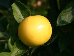 Herbstapfel `Gelbe Schleswiger Renette`, Stamm 40-60 cm, 120-160 cm, Wurzelware