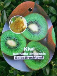 Baumschule Horstmann: Kiwi Jenny selbstfruchtend, 60-100 cm, Actinidia chinensis Jenny