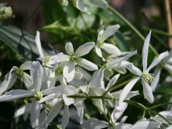 Immergr�ne Waldrebe / Immergr�ne Clematis - Clematis armandii