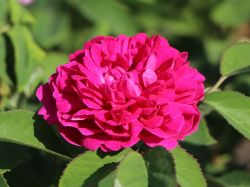 Strauchrose `Rose de Resht`, Rosa `Rose de Resht`, Containerware