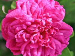 Baumschule Horstmann: Strauchrose Rose de Resht, Rosa Rose de Resht, Containerware
