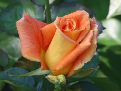 Edelrose `Golden Monica` ®, Rosa  `Golden Monica` ®