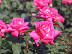 Rose Lady Like Foto Horstmann