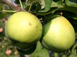 Herbstapfel `Seesterm�her Zitronenapfel`, Stamm 40-60 cm, 120-160 cm