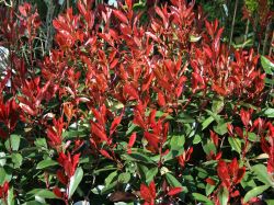 Glanzmispel 'Red Robin' / Rote Glanzmispel, 80-100 cm, Containerware