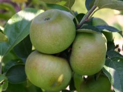 Winterapfel `K�niglicher Kurzstiel`, Stamm 40-60 cm, 120-160 cm, Wurzelware