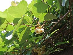 Baumschule Horstmann: Kiwi Atlas männlich, 60-100 cm, Actinidia chinensis Atlas, Containerware