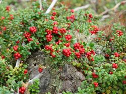 Preiselbeere 'Red Pearl' - Vaccinium vitis-idaea 'Red Pearl'