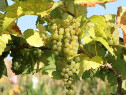 Weintraube 'Ph�nix' - Vitis 'Ph�nix'