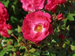 Strauchrose `Heidetraum` � ADR-Rose, Rosa `Heidetraum` � ADR-Rose, Containerware