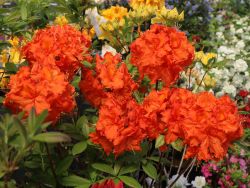 Laubabwerfende Azalee 'Fireball' - Rhododendron luteum 'Fireball'