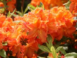 Laubabwerfende Azalee `Goldflamme`, Rhododendron luteum `Goldflamme`