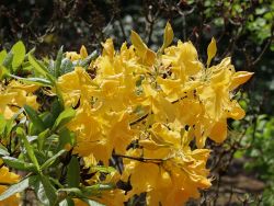 Laubabwerfende Azalee `Golden Sunset`, 40-50 cm, Containerware