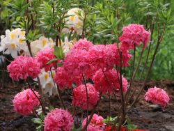Laubabwerfende Azalee `Homebush`, Rhododendron luteum `Homebush` Laubabwerfende Azalee `Homebush`, Rhododendron luteum `Homebush`