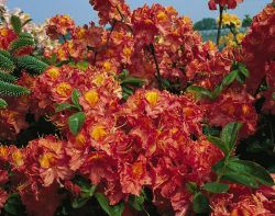 Laubabwerfende Azalee `Juanita`, Rhododendron luteum `Juanita` Laubabwerfende Azalee `Juanita`, Rhododendron luteum `Juanita`