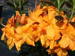 Laubabwerfende Azalee 'Klondyke' - Rhododendron luteum 'Klondyke'