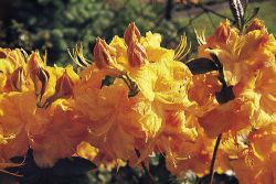 Laubabwerfende Azalee `Klondyke`, Rhododendron luteum `Klondyke` Laubabwerfende Azalee `Klondyke`, Rhododendron luteum `Klondyke`