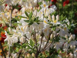 Laubabwerfende Azalee `Persil`, Rhododendron luteum `Persil` Laubabwerfende Azalee `Persil`, Rhododendron luteum `Persil`