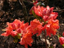 Laubabwerfende Azalee `Sarina`, Rhododendron luteum `Sarina`
